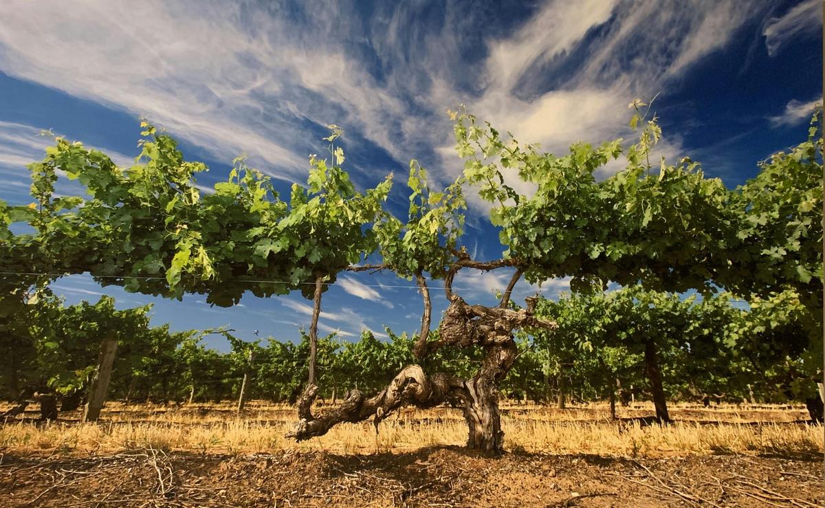 Painting of a vineyard