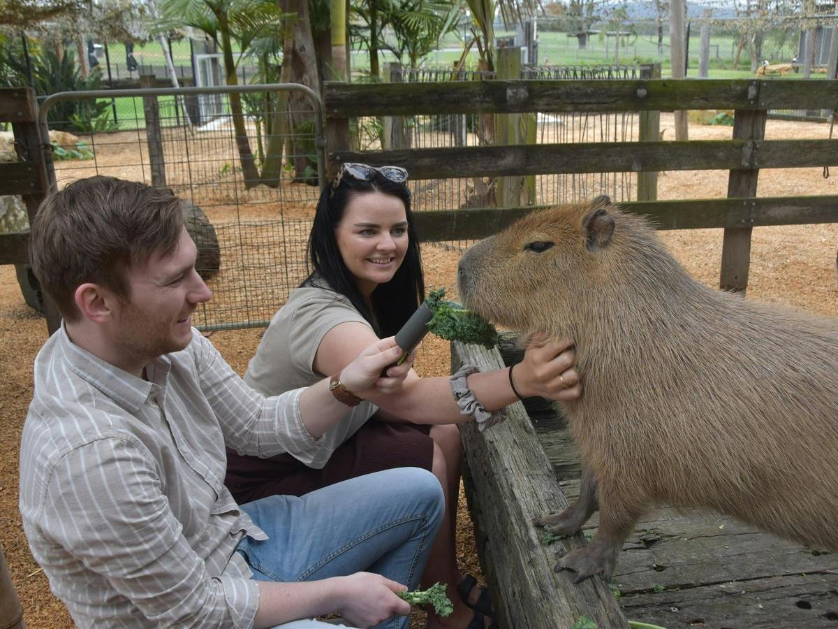 Meet a Capybara