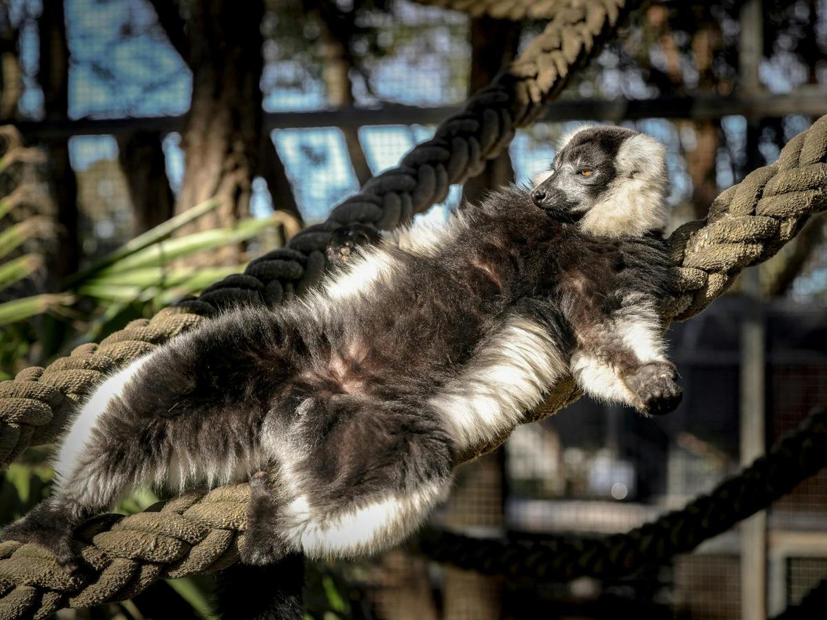 Black-and-White Ruffed Lemurs
