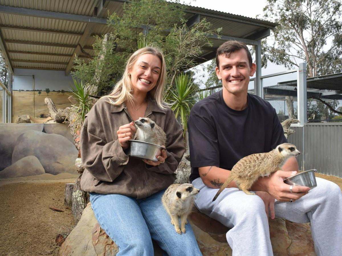 Meet the Meerkat Mob