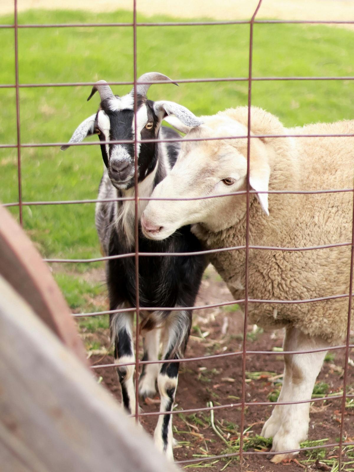 Gledswood Farm Day