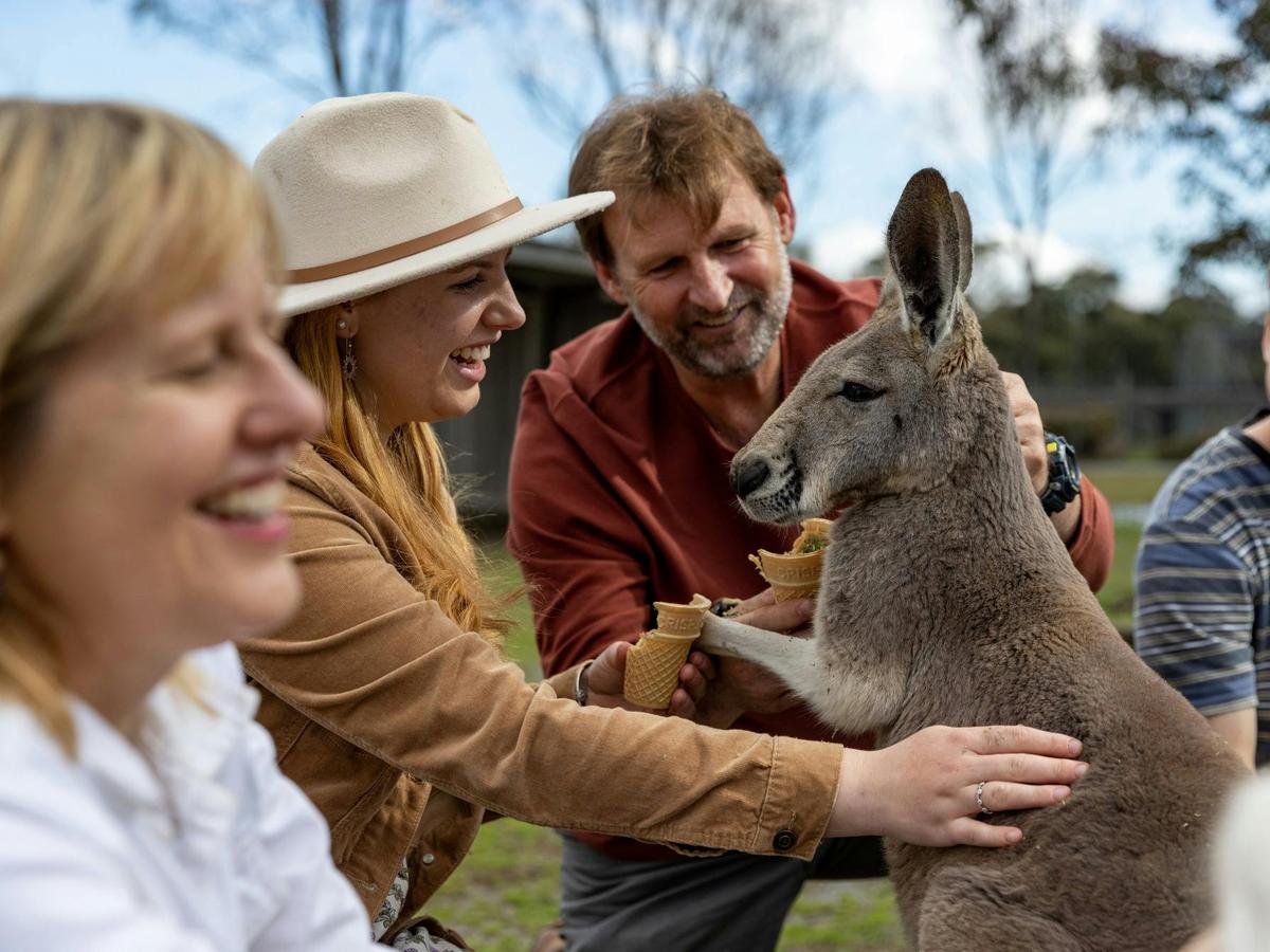 Kangaroo Feeding