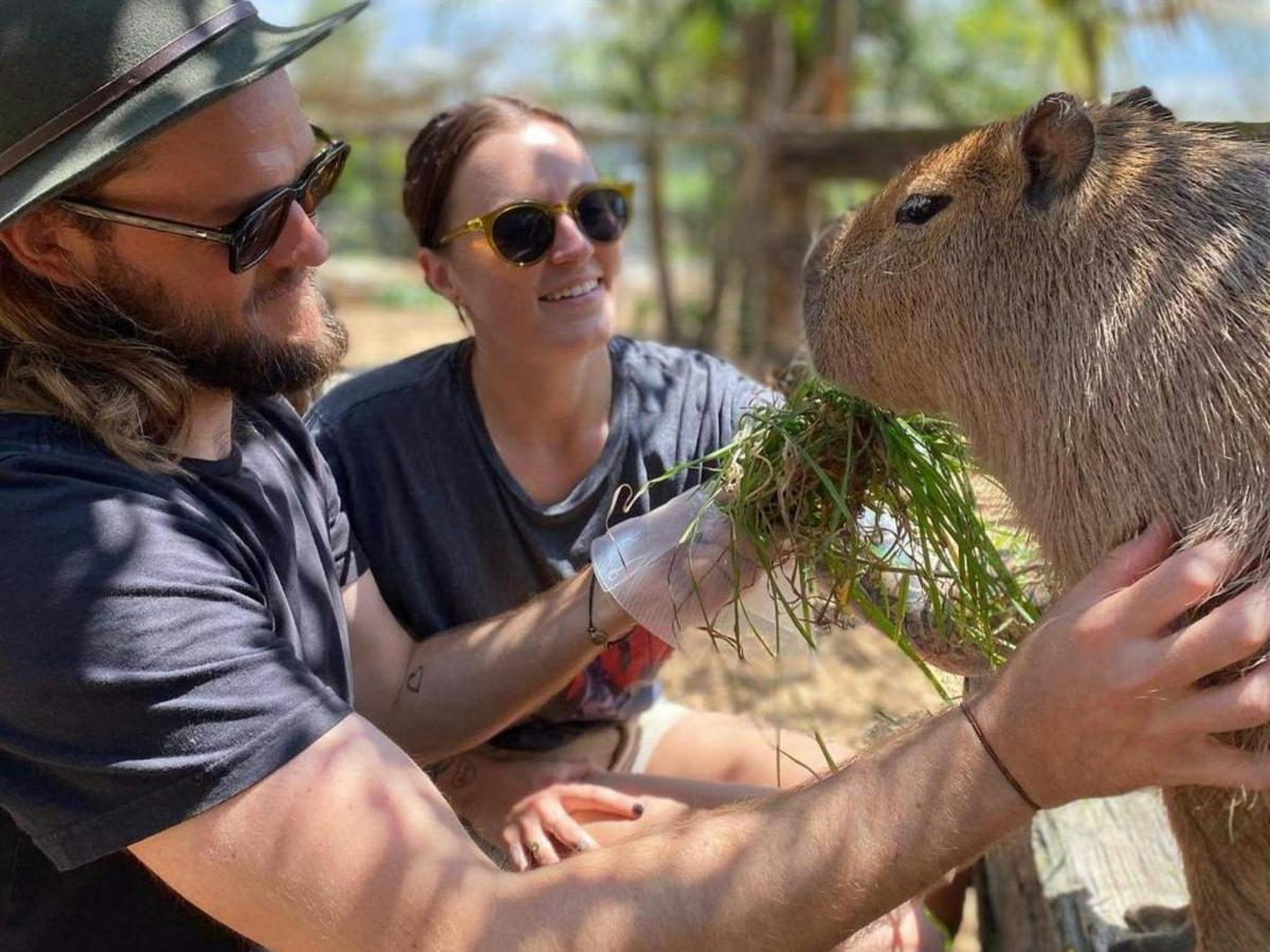Capybara Encounter