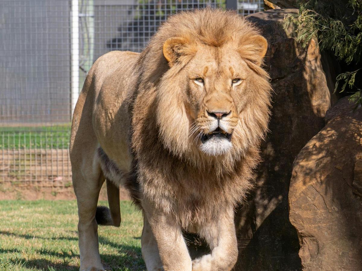 Phoenix the lion