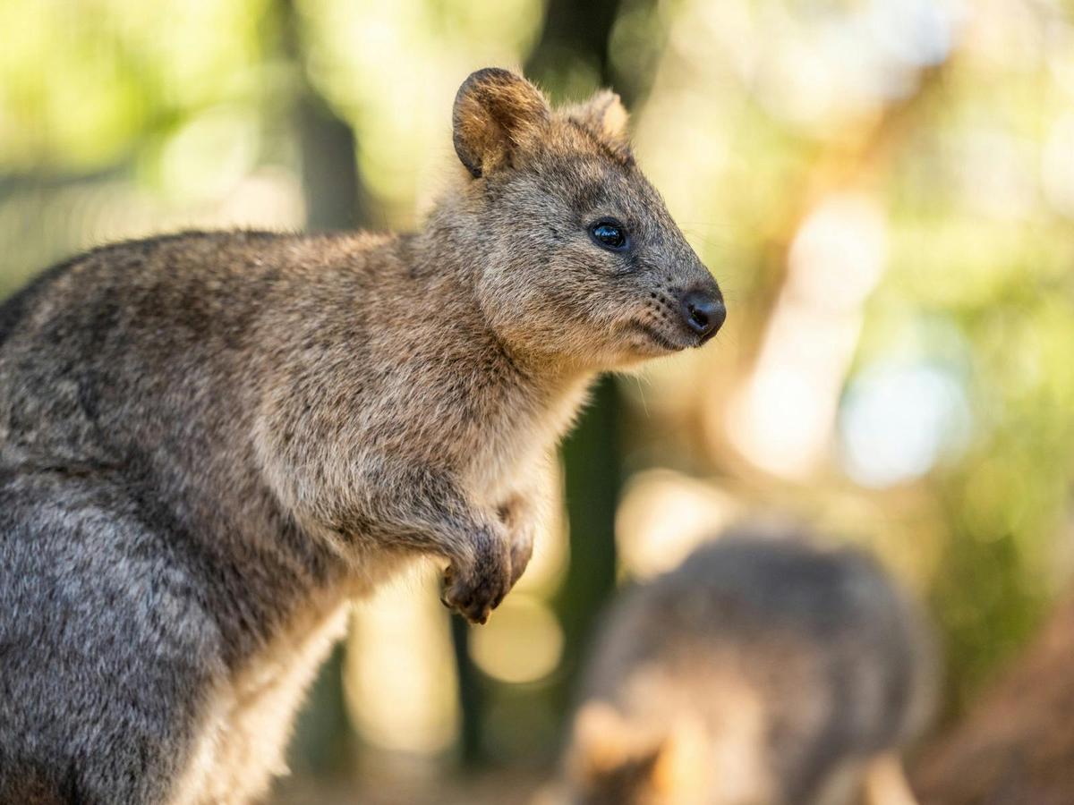 Meet a Quokka
