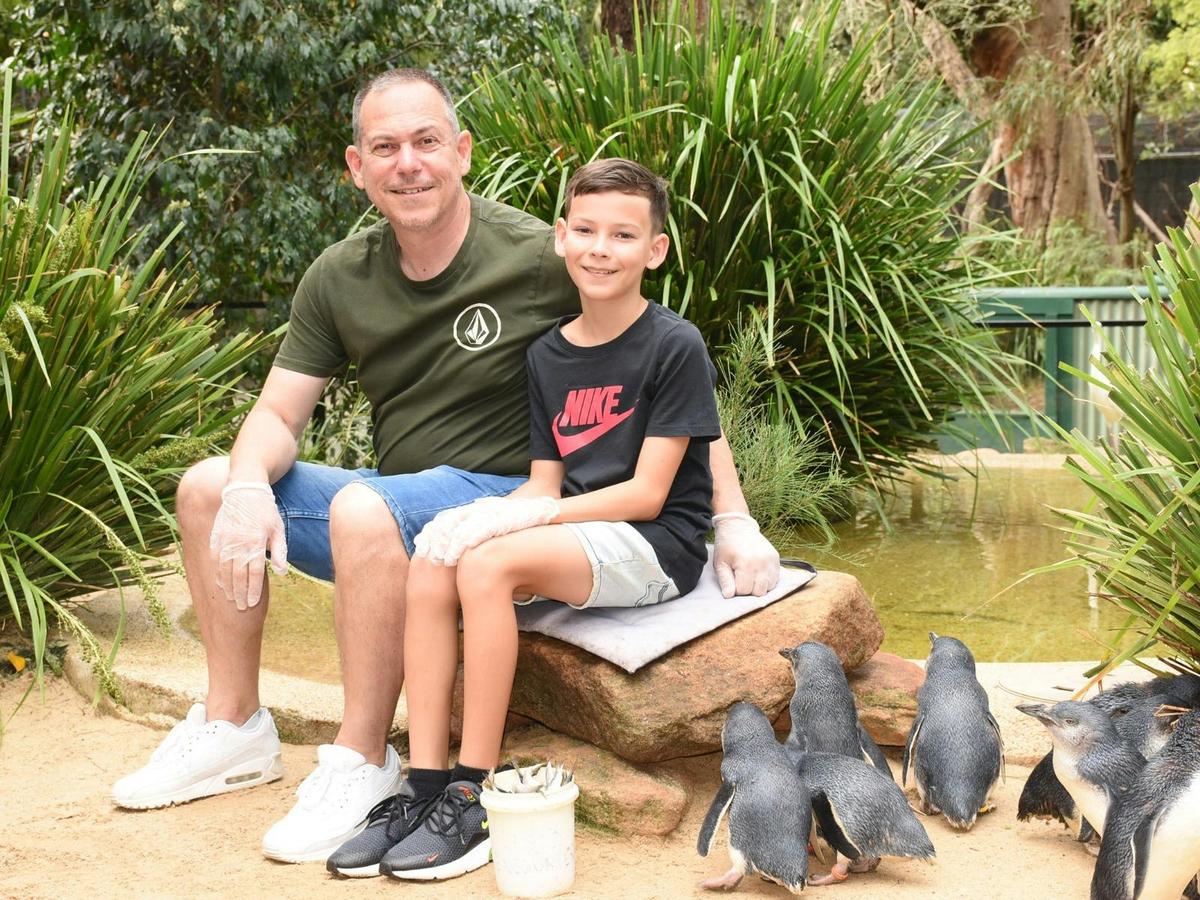 Meet the Little Penguins
