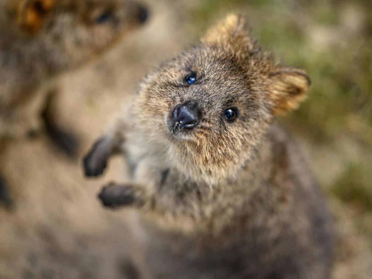 Get Closer to a Quokka