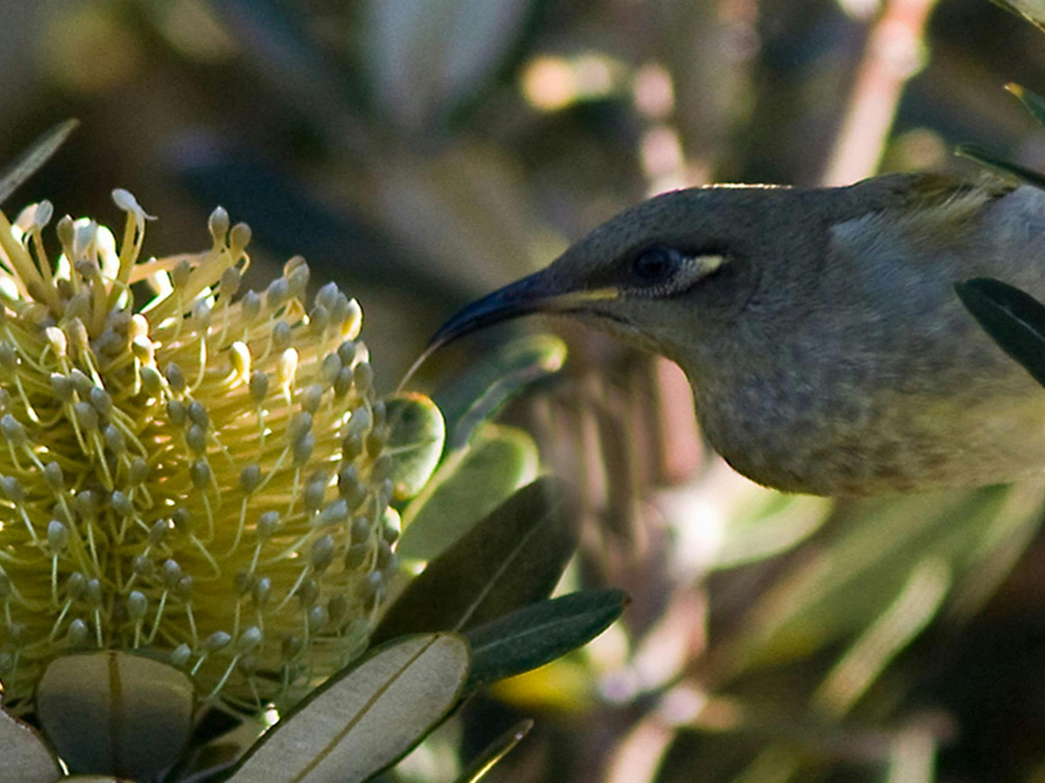 A brown honeyeater feeding on a grevillea flower. Credit: John Turbill/DCCEEW &copy; John Turbill
