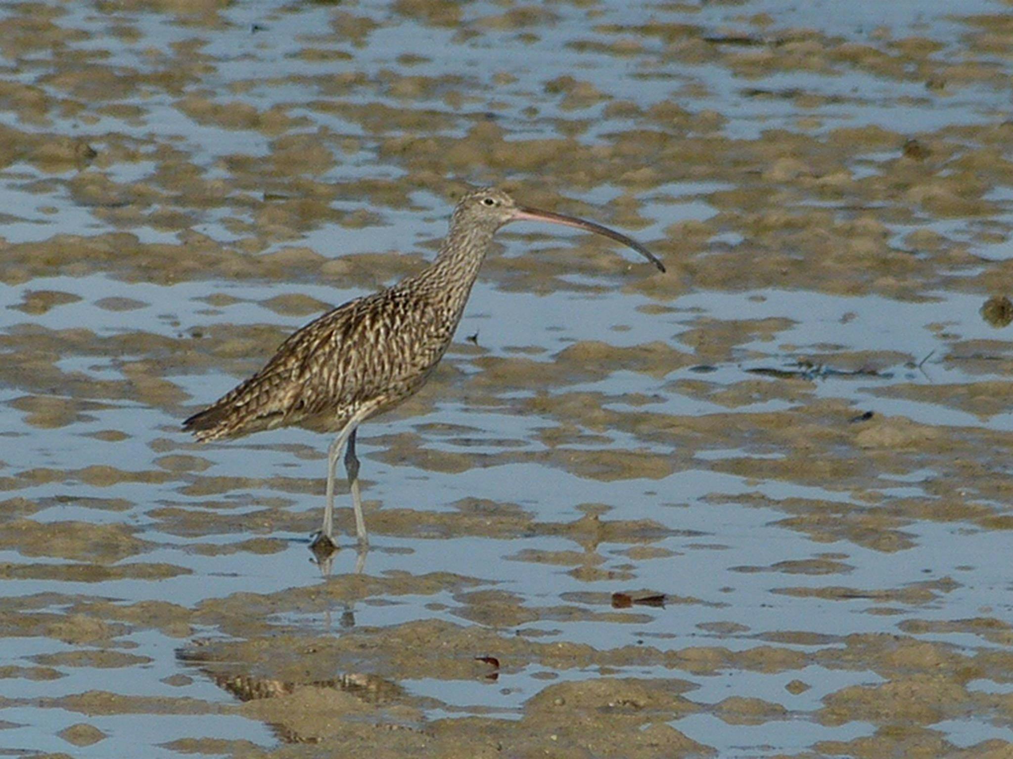 An brown eastern curlew camouflaged well in the ocean mudflats. Credit: Jackie Miles/DCCEEW &copy;