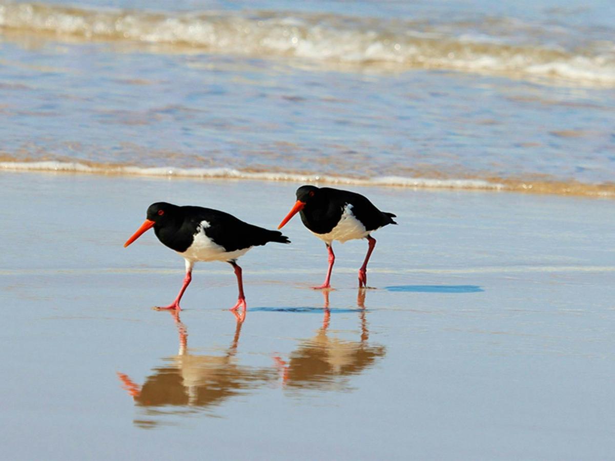 A pair of black and white pied oystercatchers with distinctive orange beaks and feet, walking on a