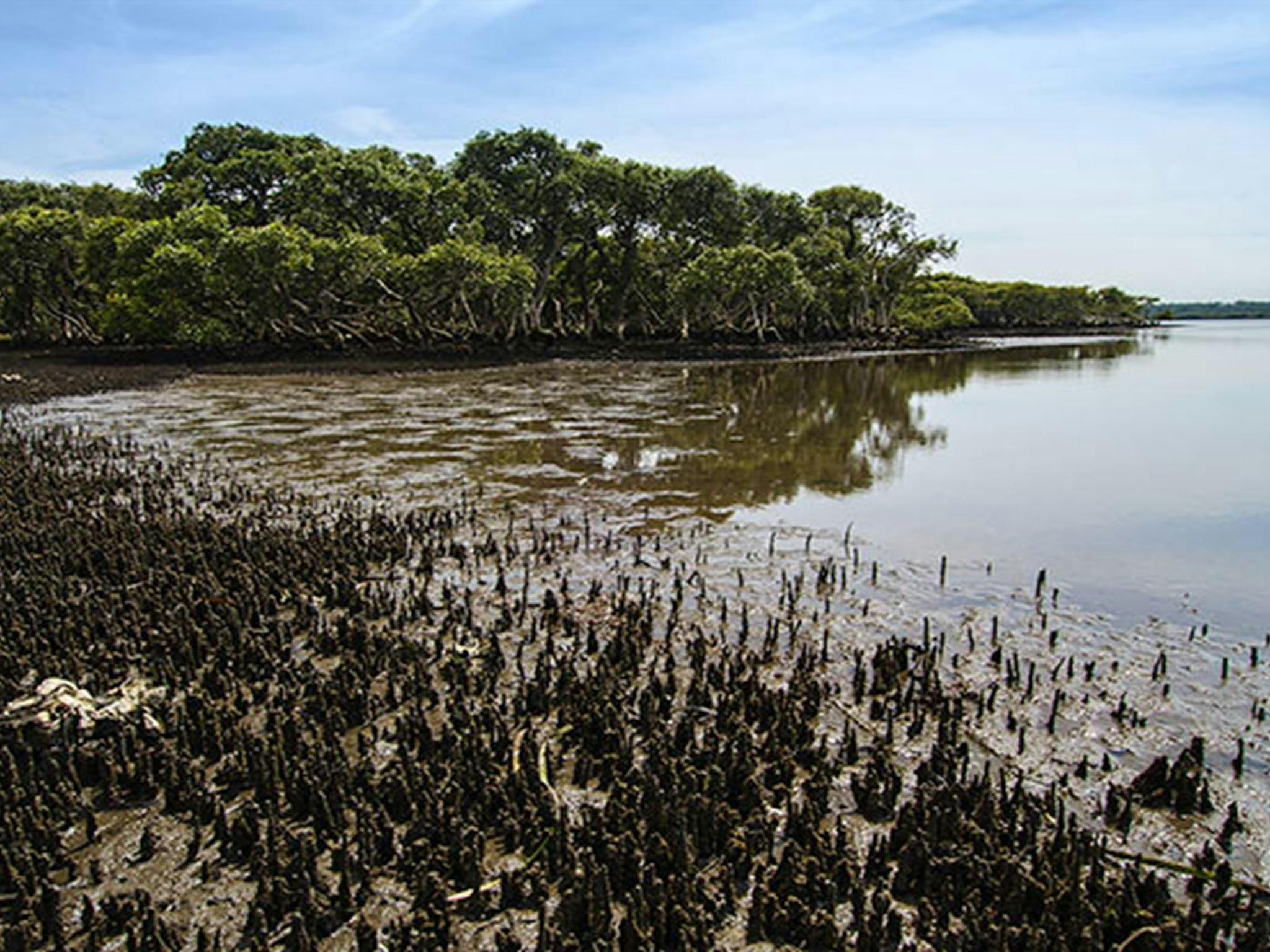 Mangroves, Towra Point Nature Reserve. Photo: John Spencer/NSW Government
