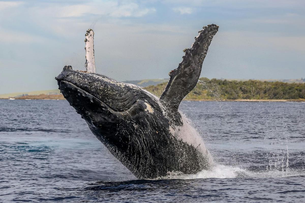 Shellharbour Cultural Tour