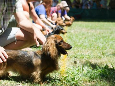 Weinerpalooza