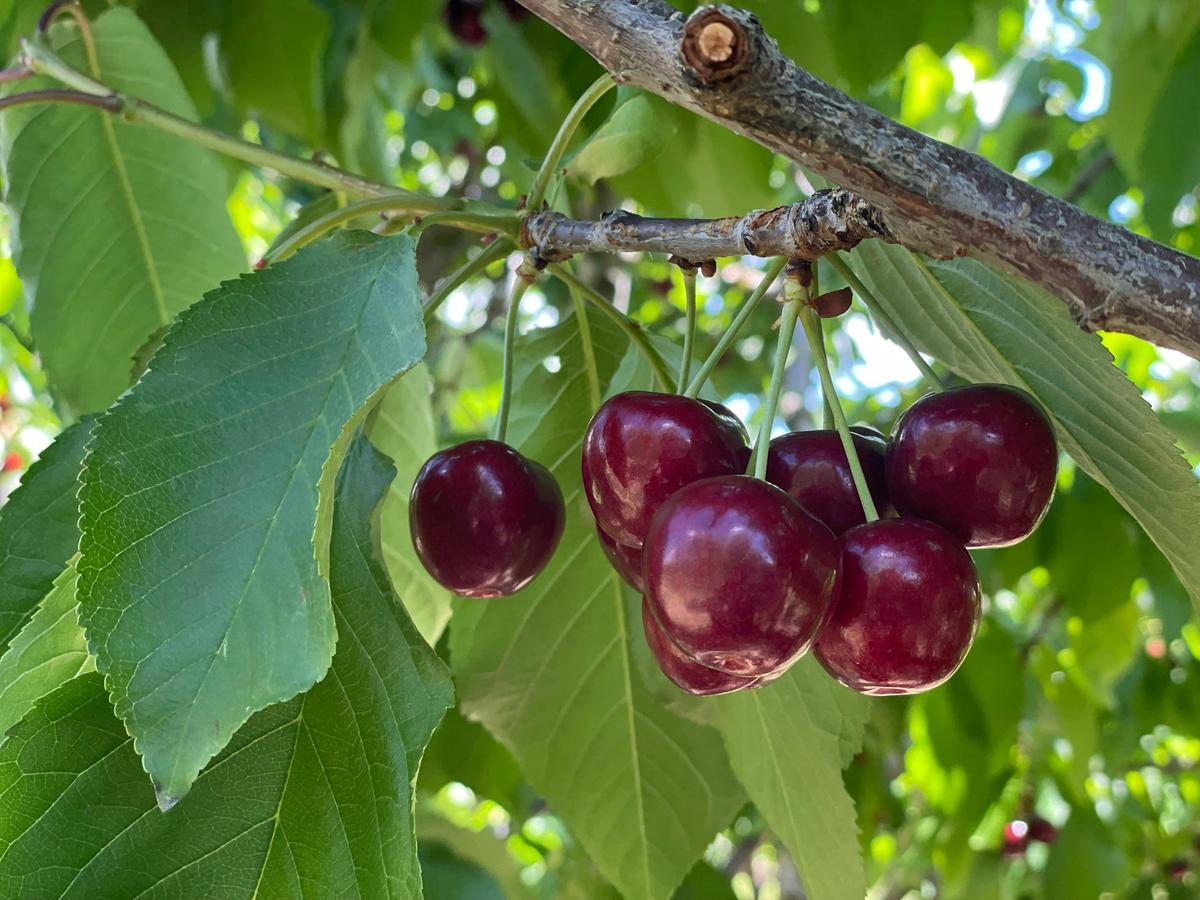 Cherries on the tree