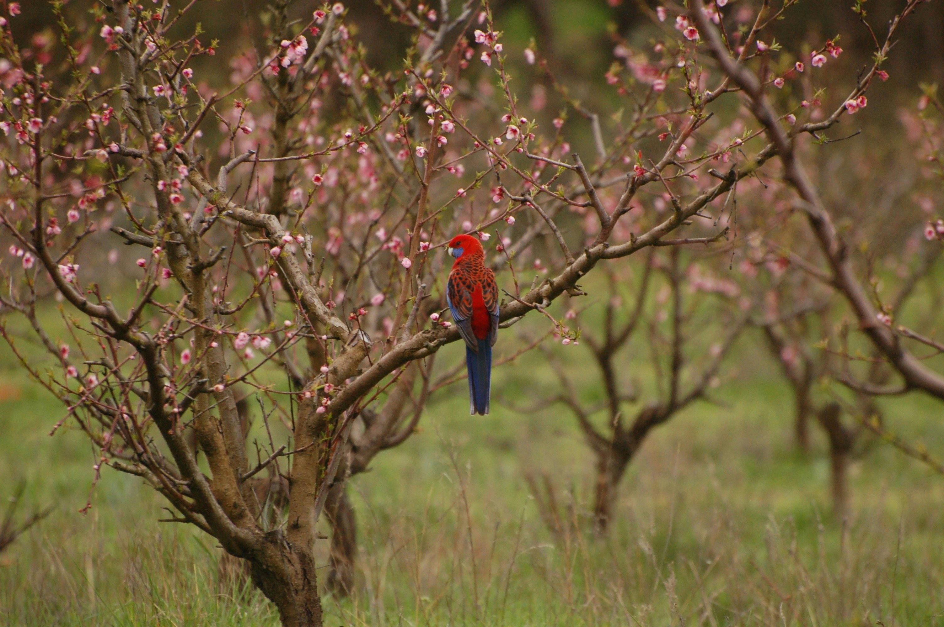 Crimson Rosella