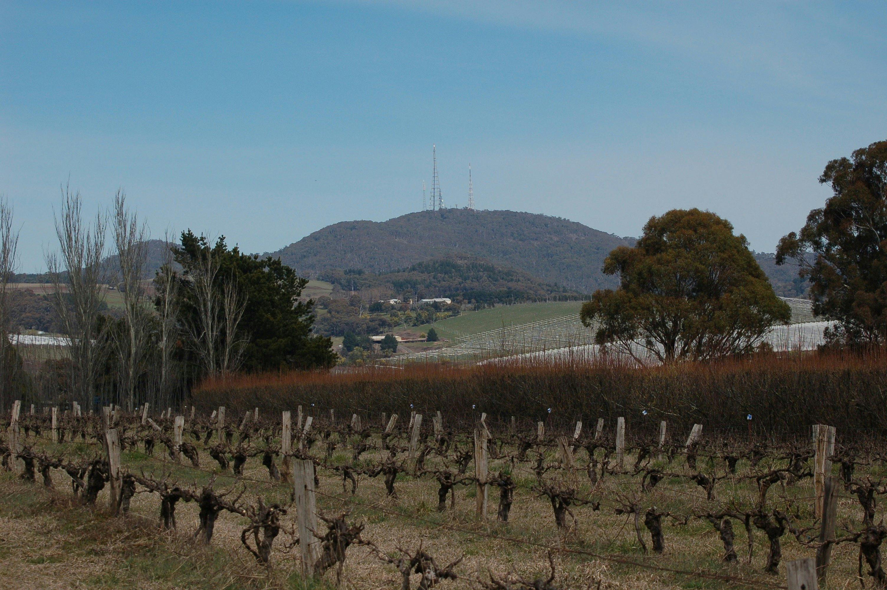 Thornbrook Orchard - on the foothills of Mt Canobolas