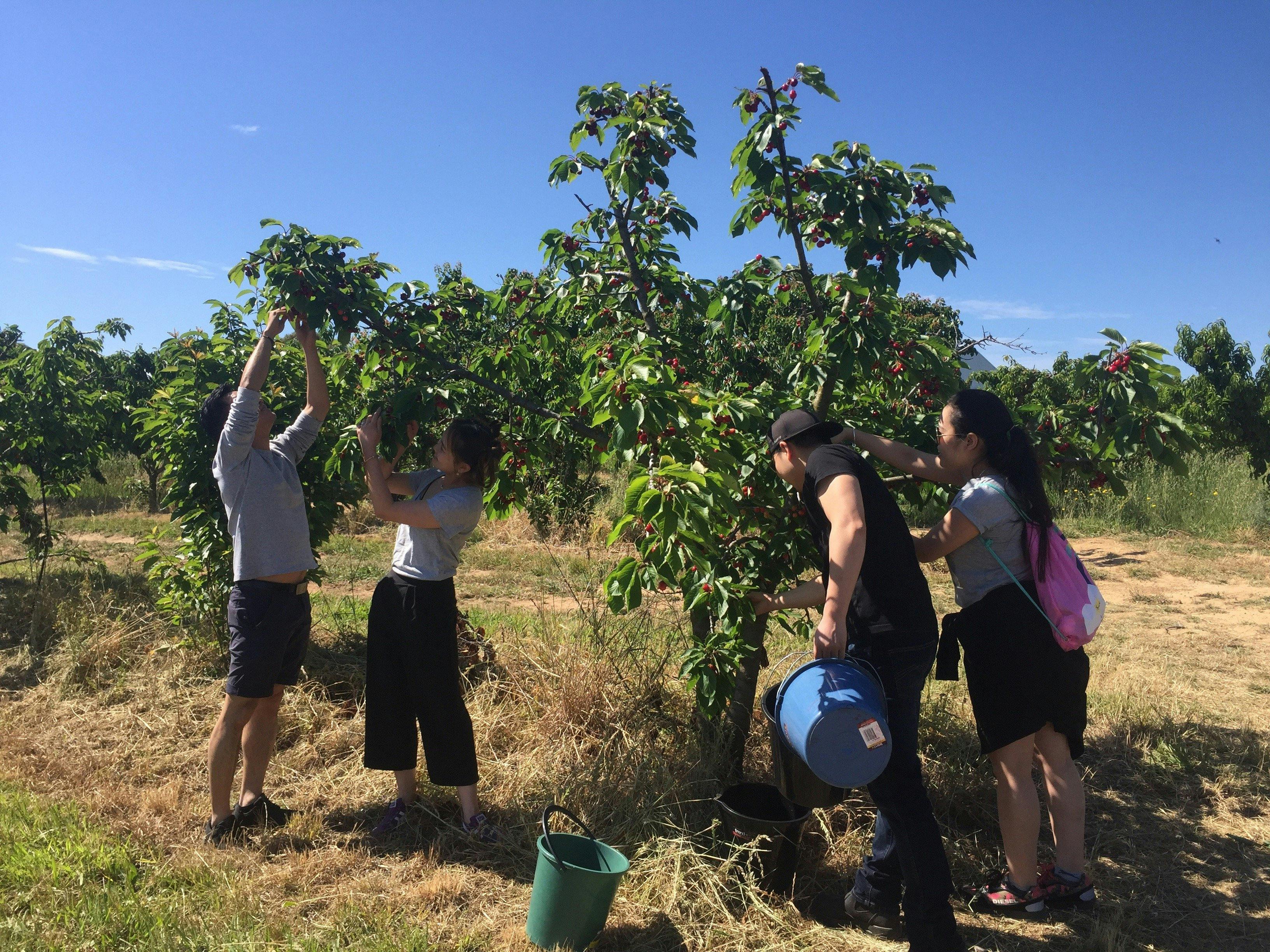 Pick your own cherries - what fun!