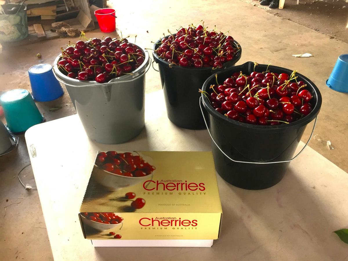 Buckets of cherries