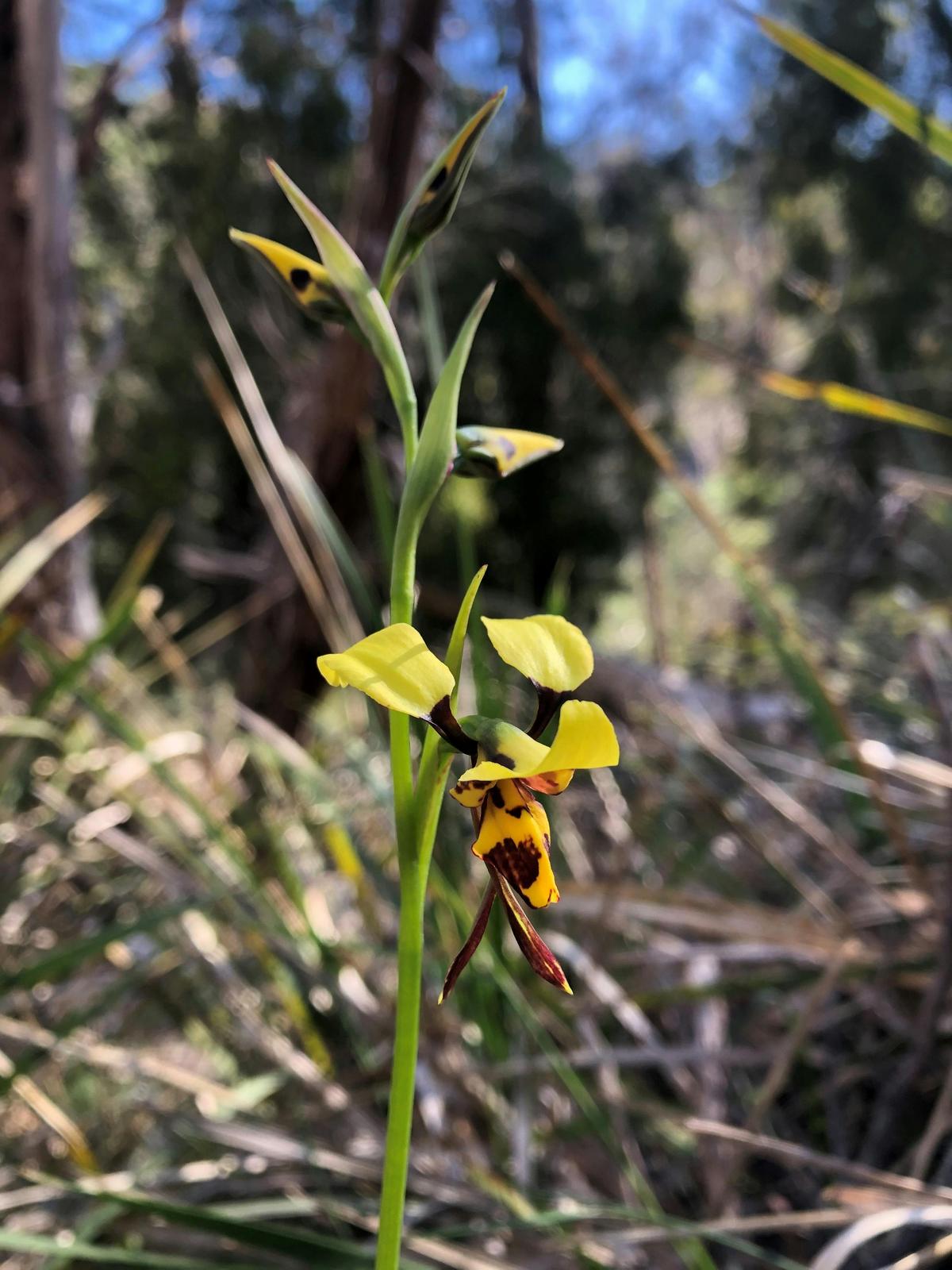 Donkey Orchid