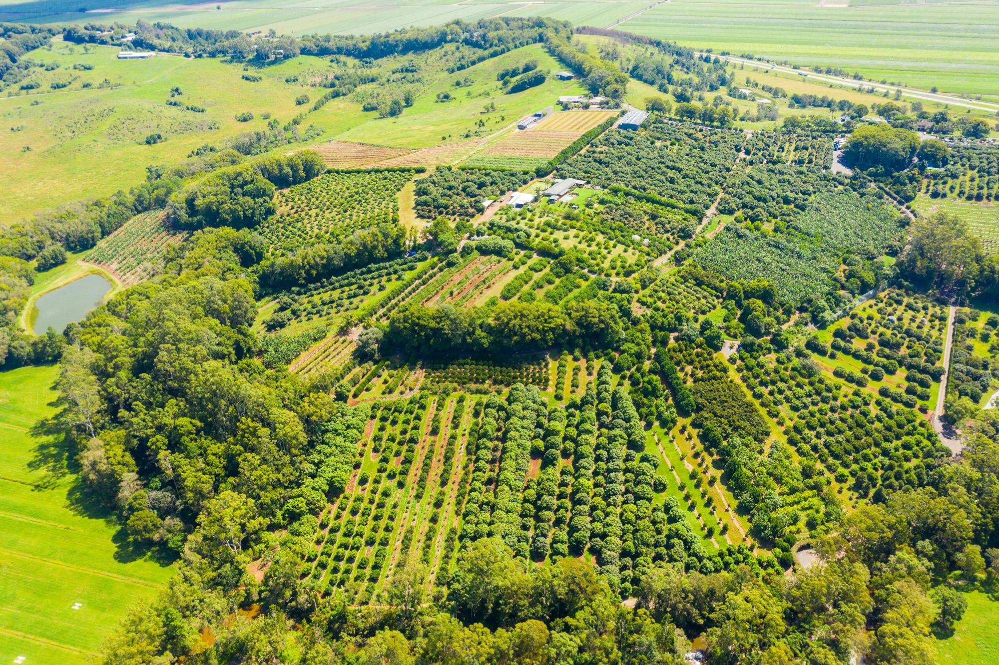 Aerial shot of our 200 acre tropical fruit farm