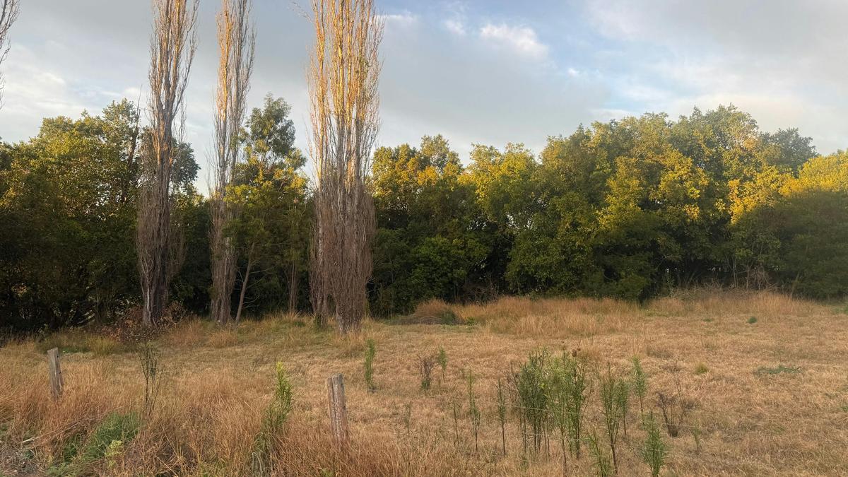 Olivedale