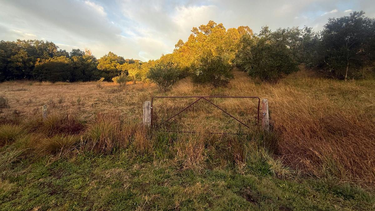 Olivedale