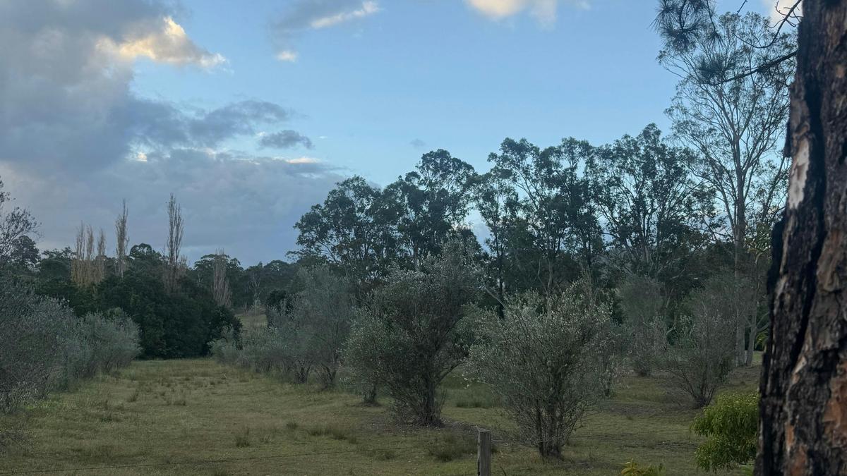 Olivedale