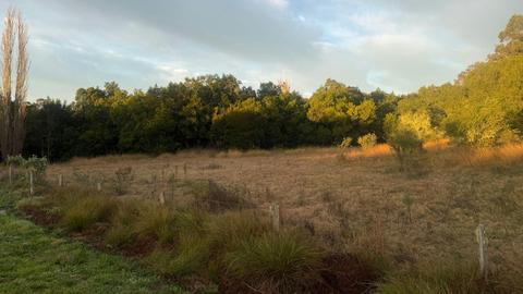 Olivedale