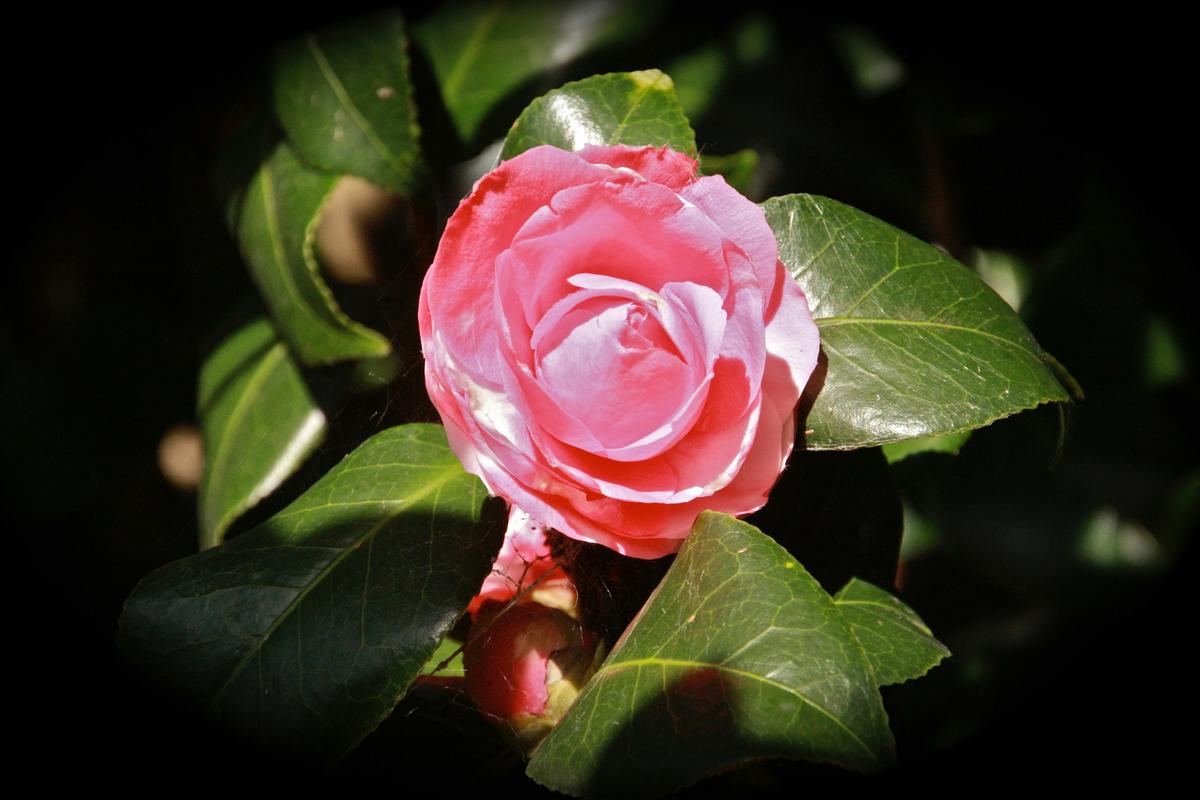 Camelia from one of the old trees in the garden