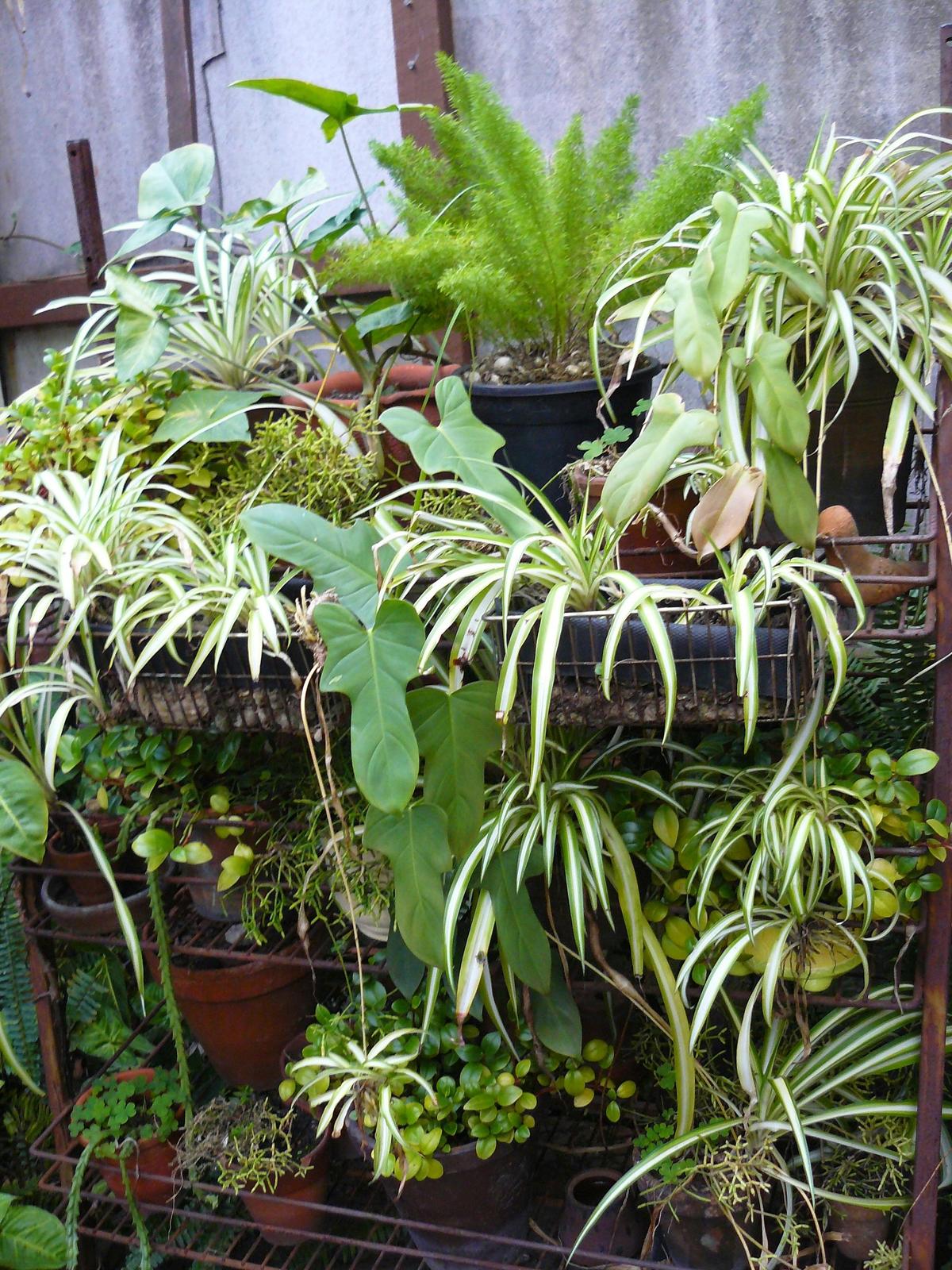 Bush House (Fernery)plants