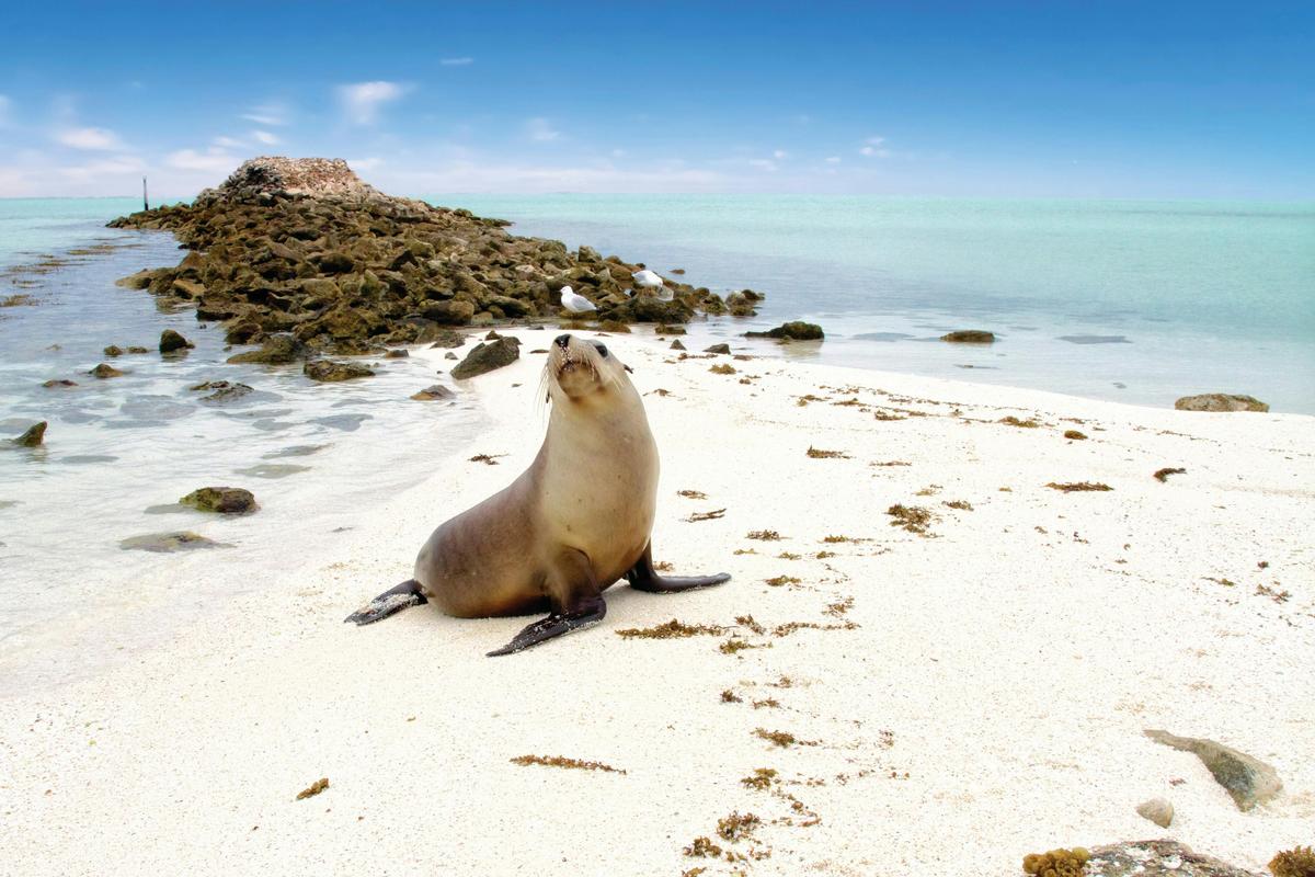 Seal on beach, Abrolhos Islands