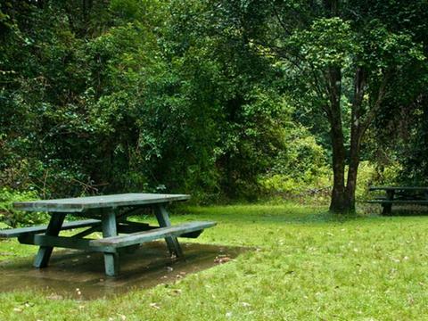 Williams River picnic area