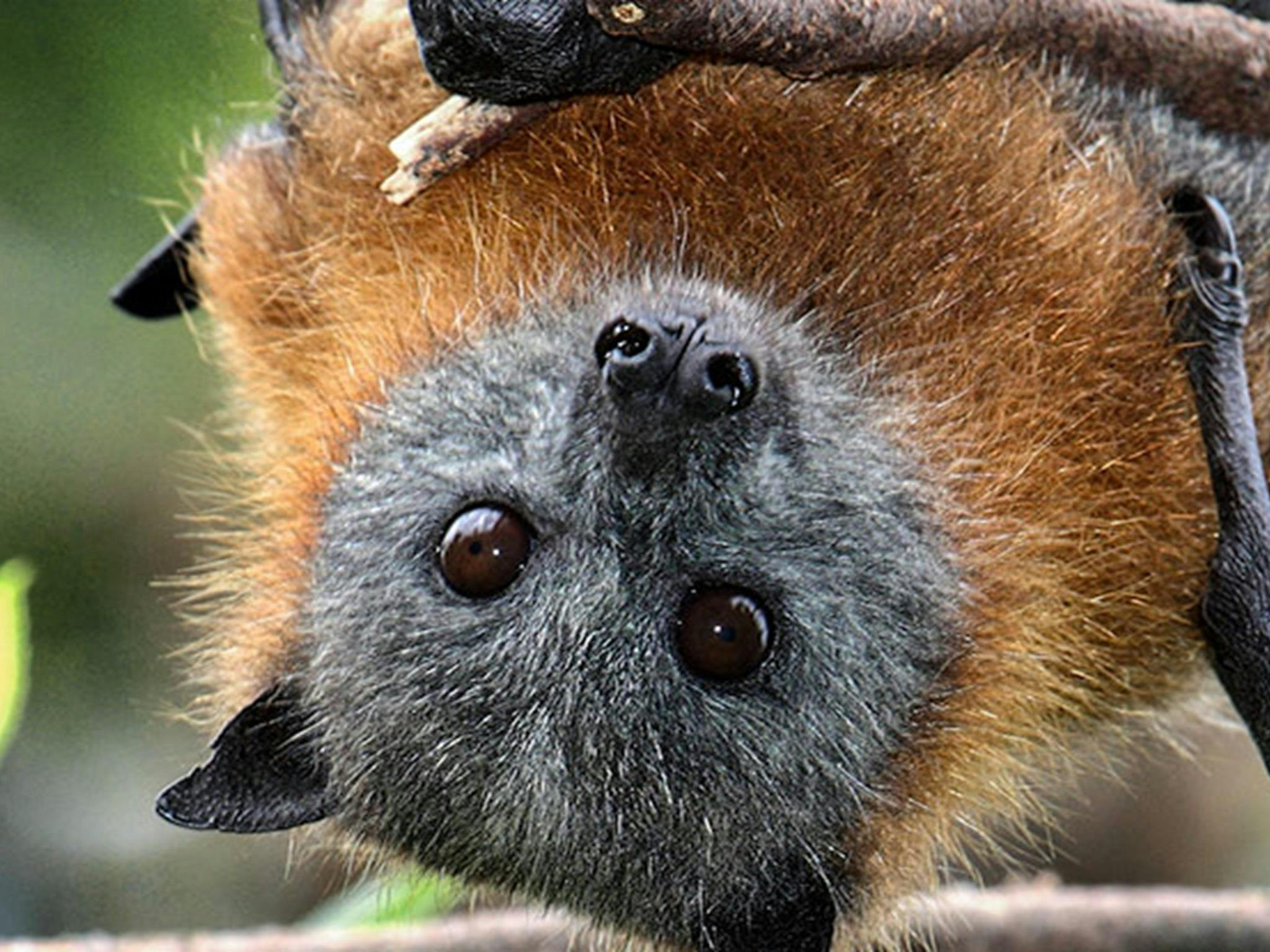 Wingham Brush Nature Reserve, grey headed flying fox. Photo: NSW Government