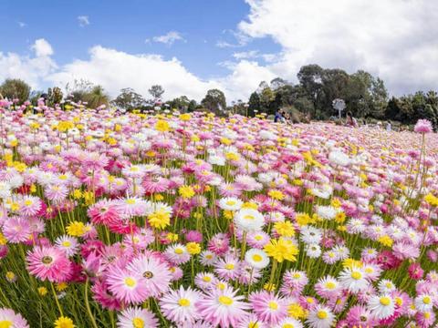 Paper Daisy Spring Festival