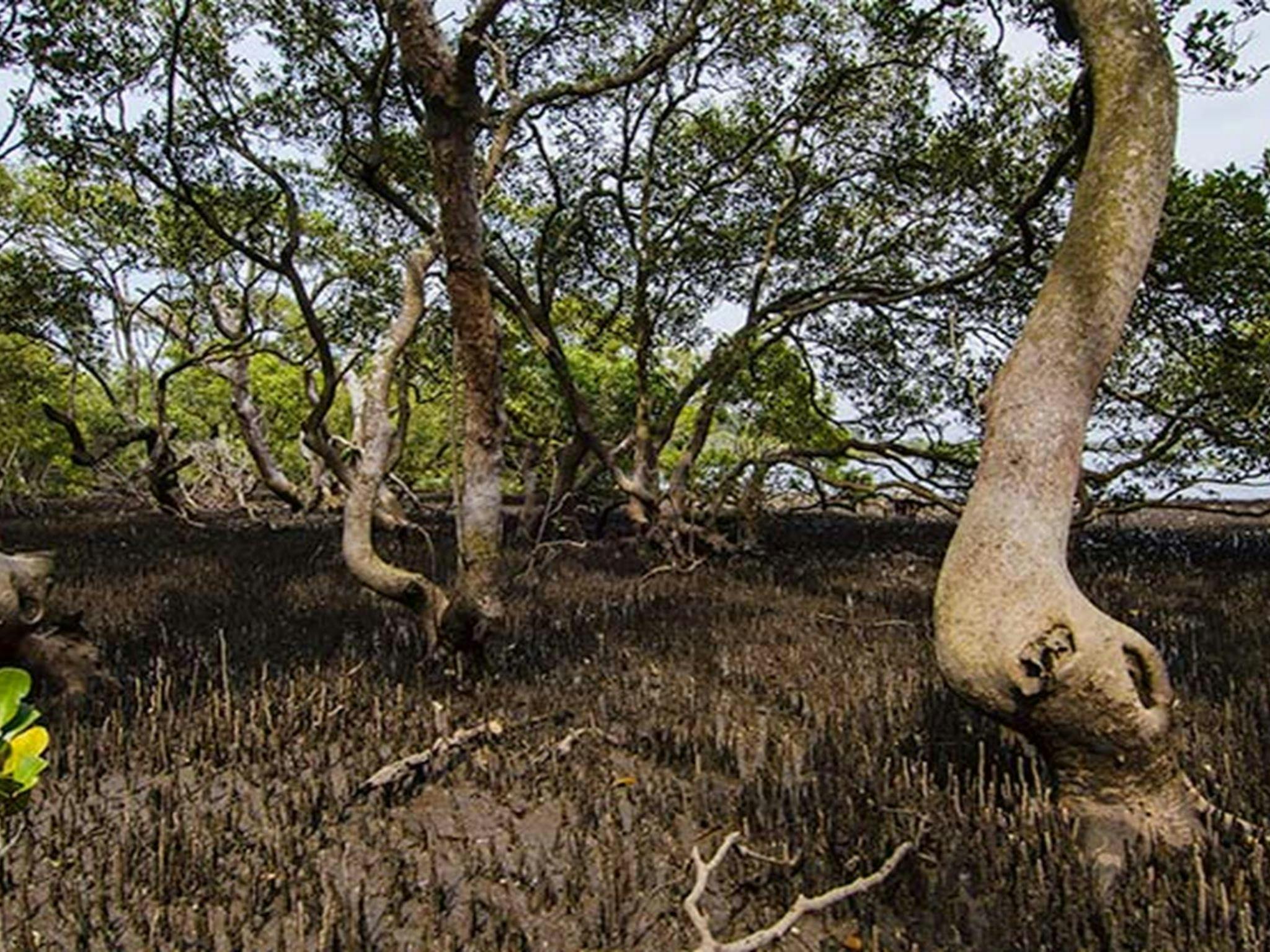 Towra Beach picnic area, Towra Point Nature Reserve. Photo: John Spencer &copy; OEH