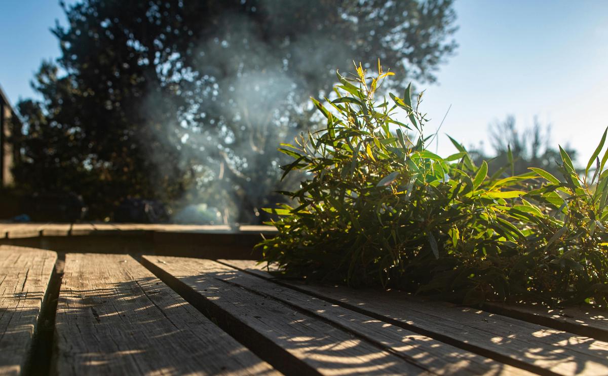 Black peppermint leaves picked in preparation for a smoking ceremony at krakani lumi standing camp.