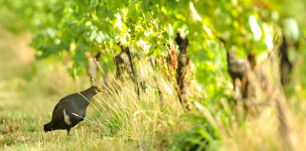 Stoney Rise Wine Company