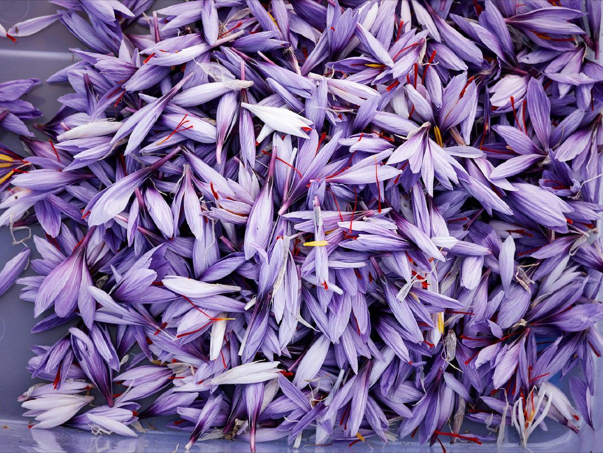 Harvested saffron flowers
