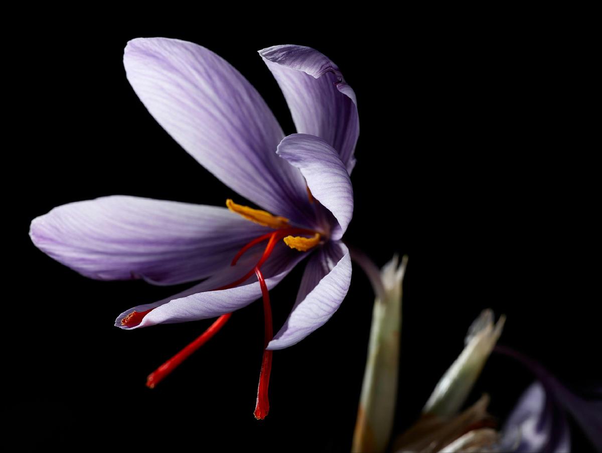 Flowering saffron bulb
