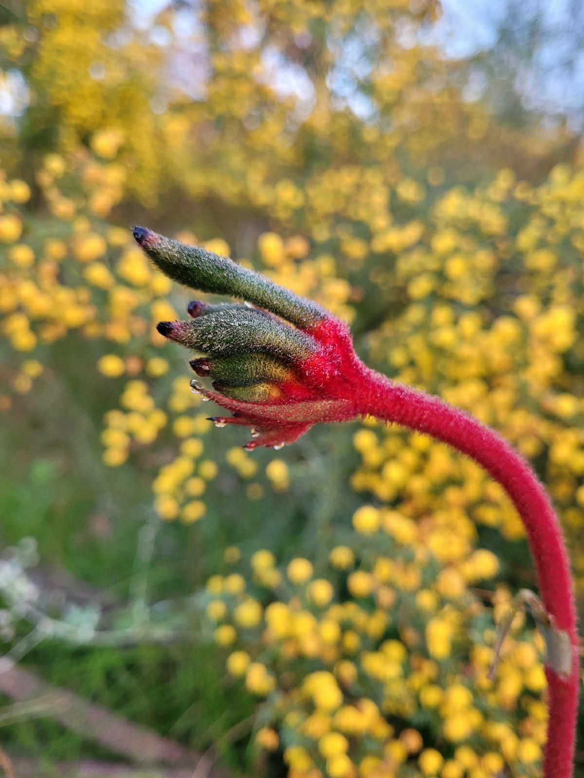 Forest Bathing Experience in Kings Park: Reconnect with Nature and Yourself