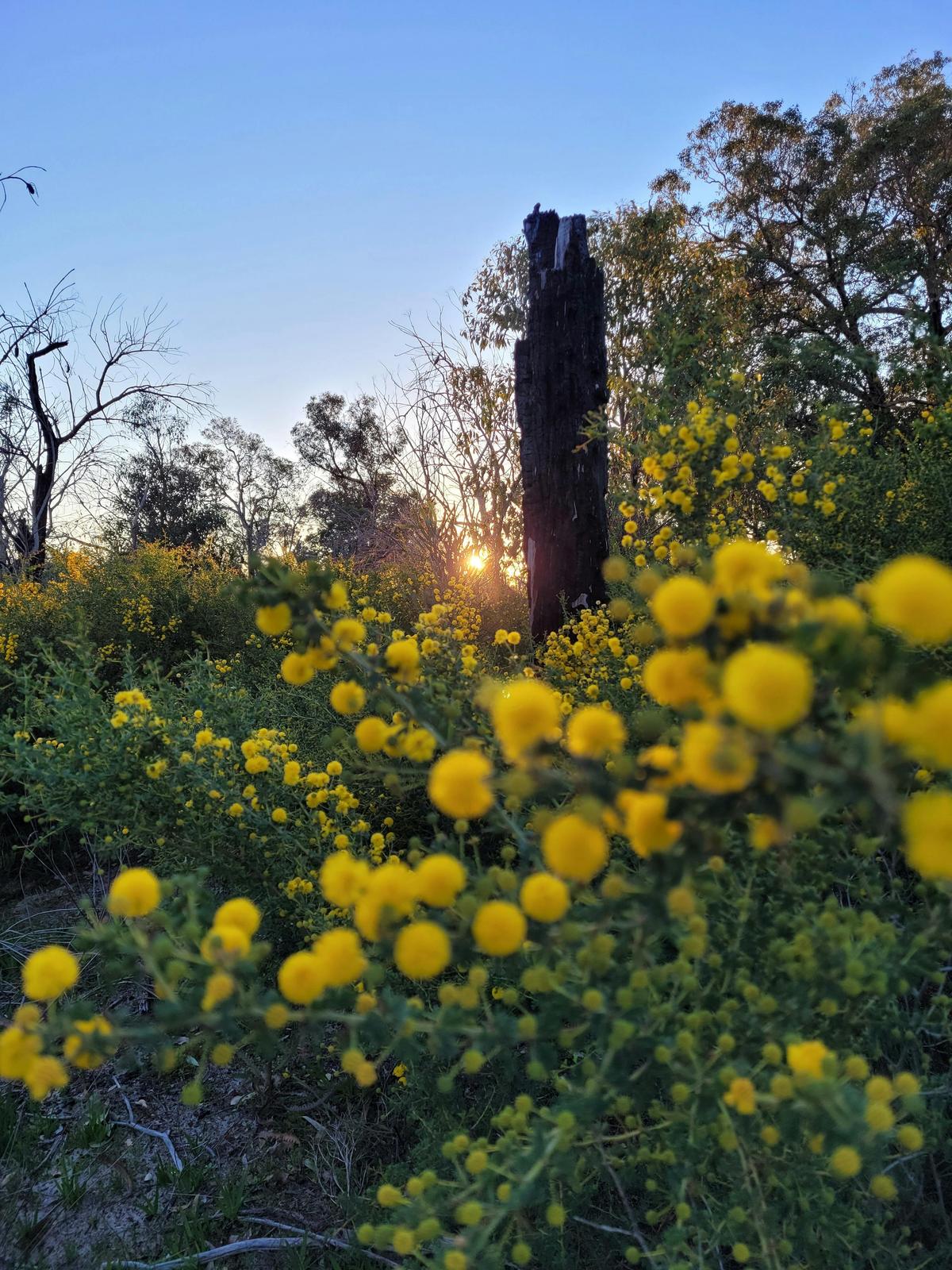 Forest Bathing Experience in Kings Park: Reconnect with Nature and Yourself