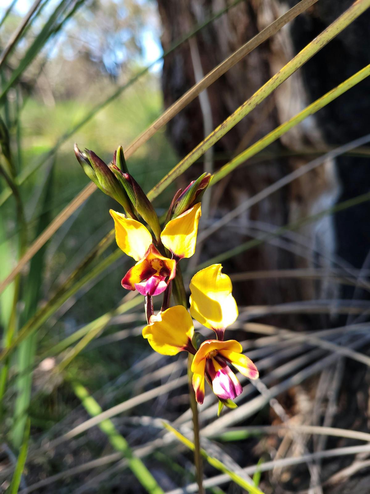 Forest Bathing Experience in Kings Park: Reconnect with Nature and Yourself