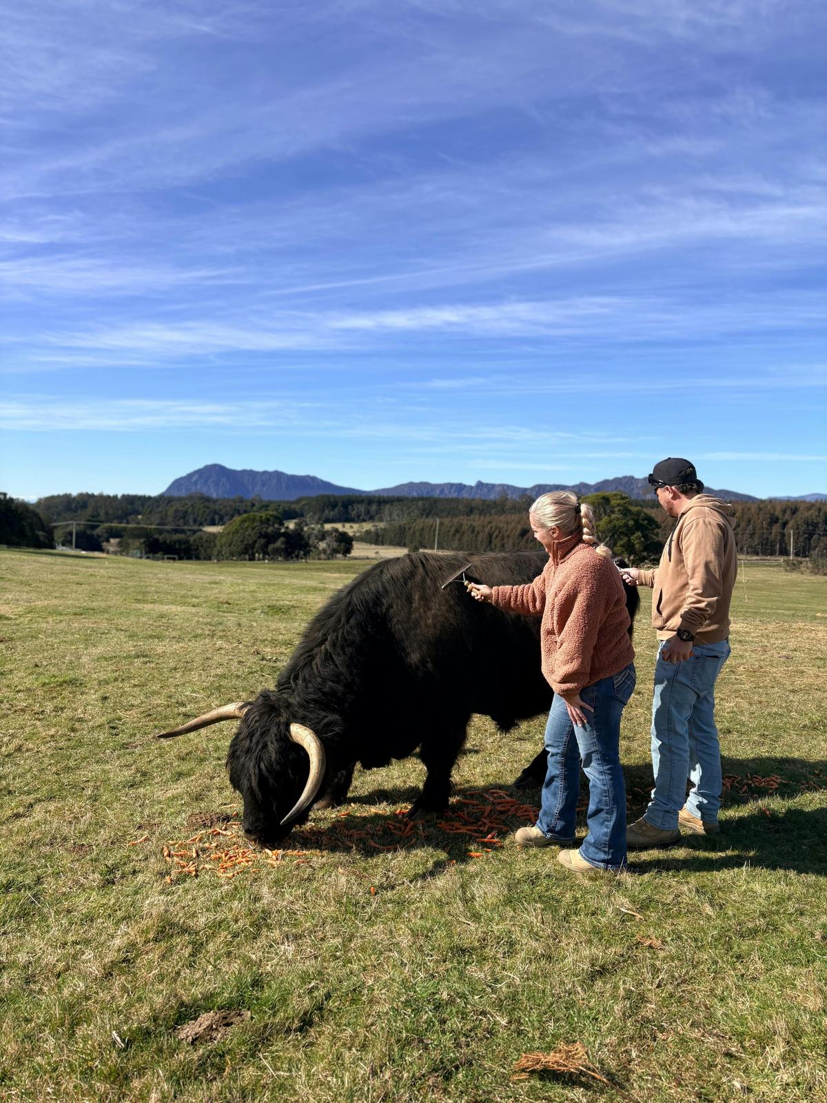 Highland Cow Experiences