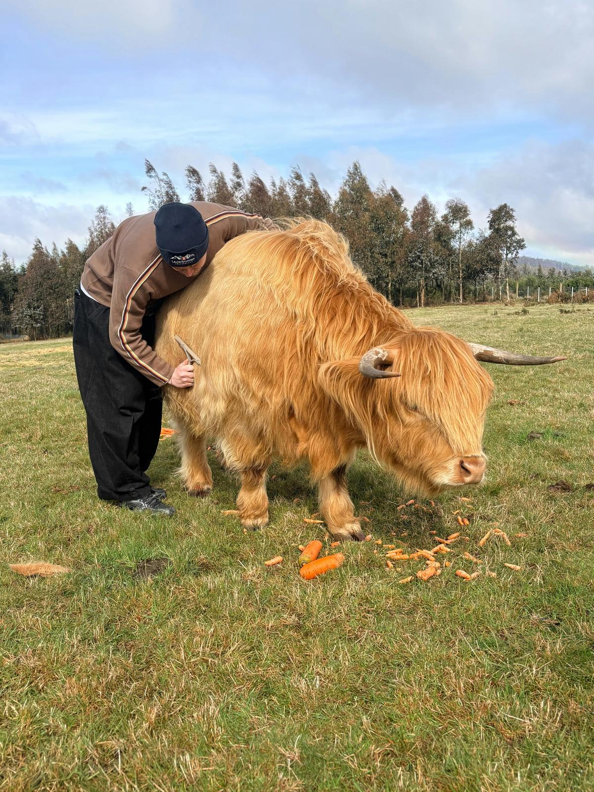 Cradle Mountain Highlands (Highland Cow Experiences)
