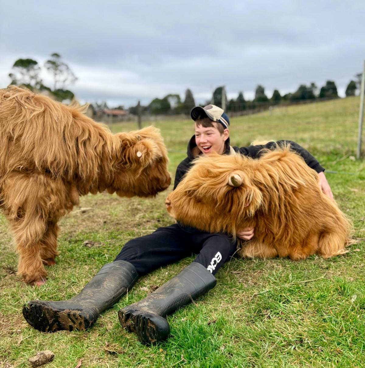 Highland Cow Experiences