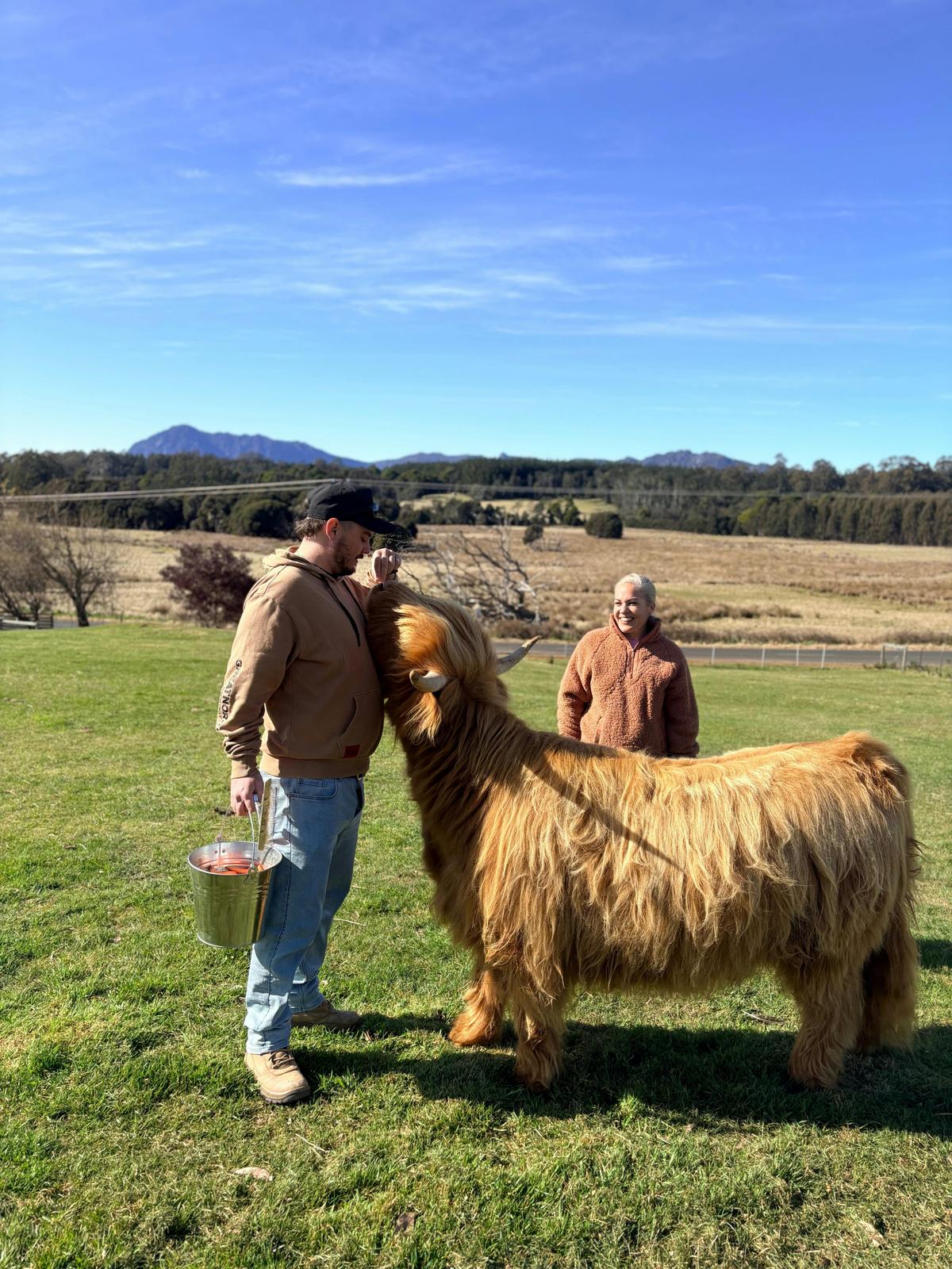 Highland Cow Experiences