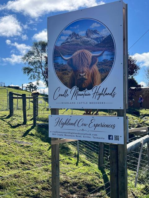 Highland Cow Experiences
