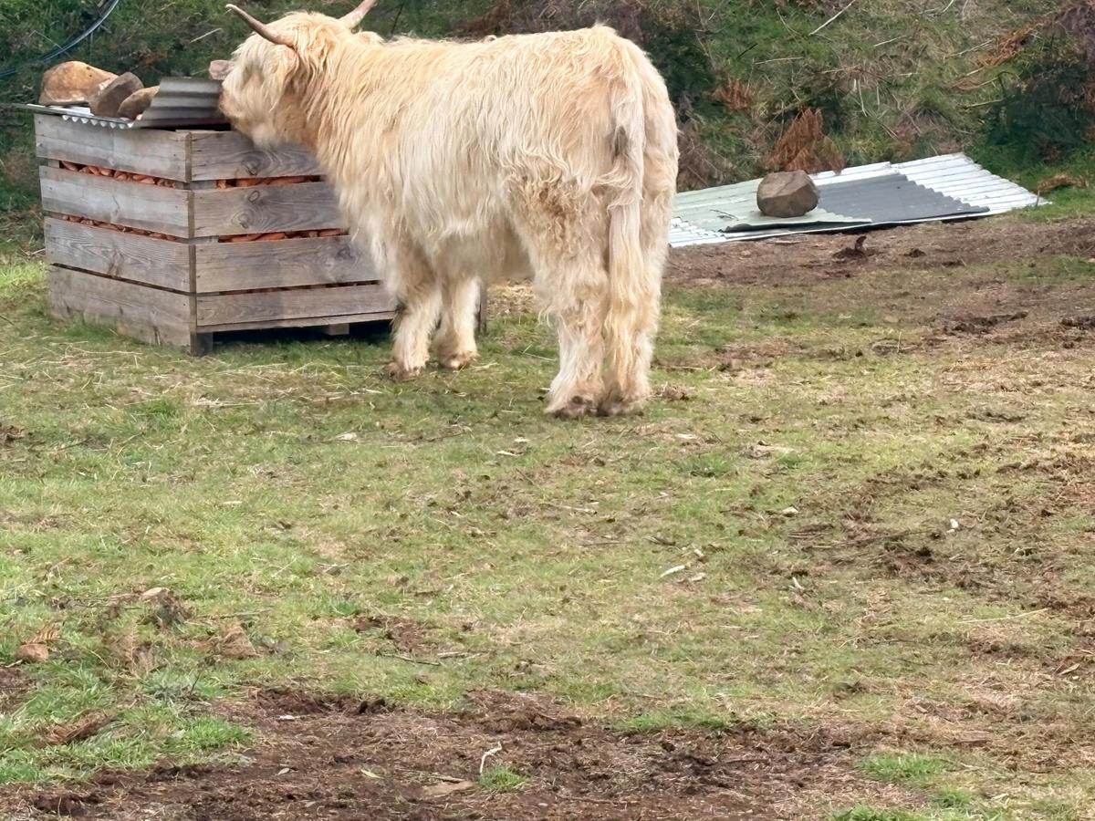 Highland Cow Experiences