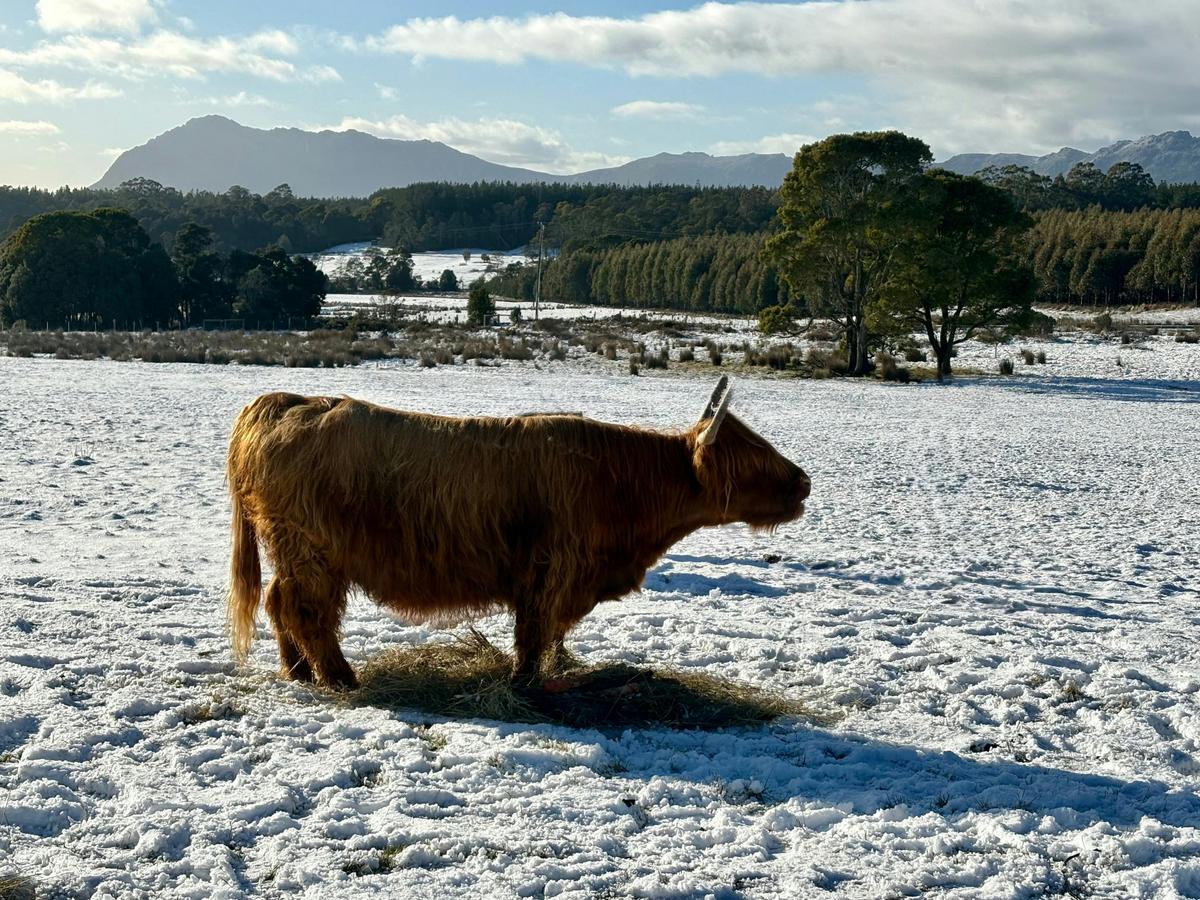 Highland Cow Experiences
