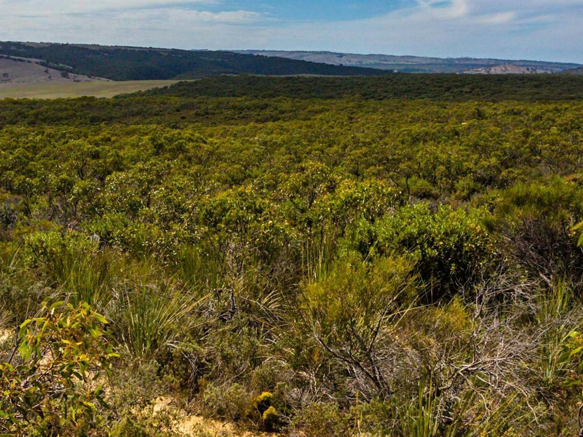 Cox Scrub Conservation Park